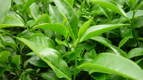 Lá trà xanh hiệu quả trong điều trị tàn nhang